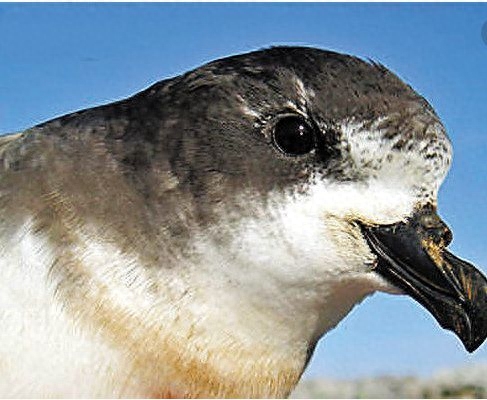 地球上10大堪称奇迹的动物,爱尔兰大鹿死而复生,腔棘鱼再被发现